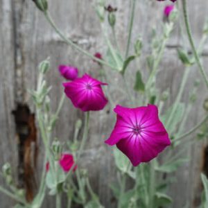 Blumen im Bauerngarten (Für Gruppen ab 8 Personen, Termin individuell vereinbar)