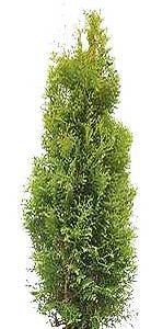 XXL Thuja Brabant
