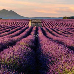 Haus im Lavendelfeld