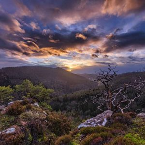 Pfälzerwald mit Felsen und Wetterkiefern