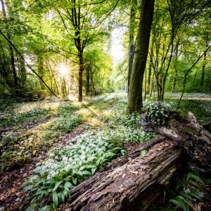 Totholz im Bärlauch