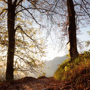 Waldweg bei Berchtesgaden