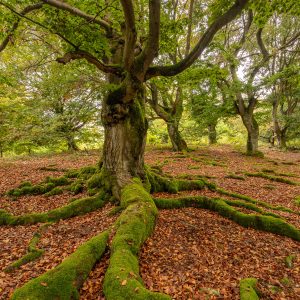 Kellerwald, alter Baum mit Wurzeln