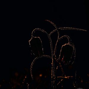 Schachblumen Silhouette