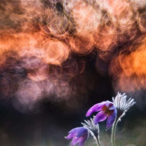 Kuhschellen im Abendlicht