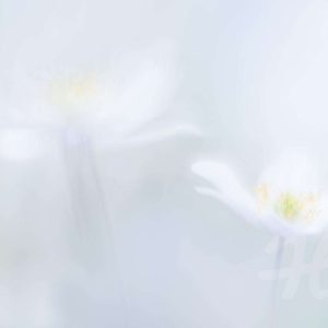 Zwei Buschwindröschen