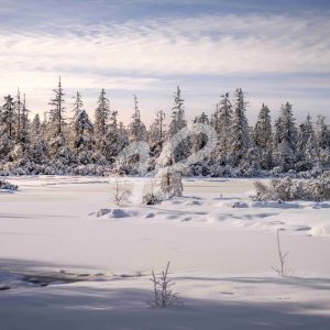 Hohlohsee im Winter III