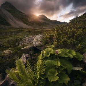 Pflanzenzauber in den Schweizer Alpen