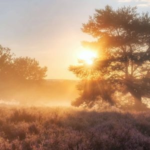 Sonnenaufgang in der Mehlinger Heide