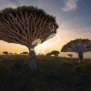 Socotra – End Is Near