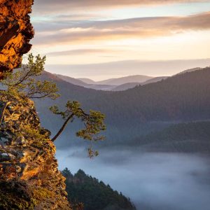 Einsame Kiefer im Pfälzerwald