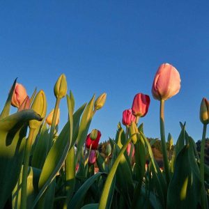 Tulpenfeld in Hausach