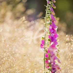 Fingerhut im Morgenlicht