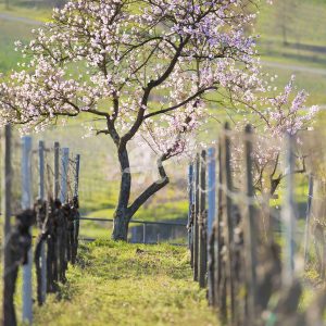 Blühender Mandelbaum in den Weinbergen von Gimmeldingen