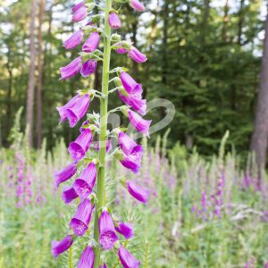 Fingerhut im Pfälzerwald