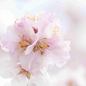 Nahaufnahme von hellrosa Mandelblüten bei Gimmeldingen