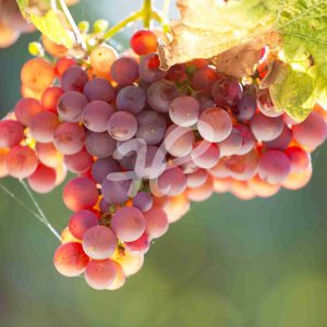 Weintrauben in der Herbstsonne